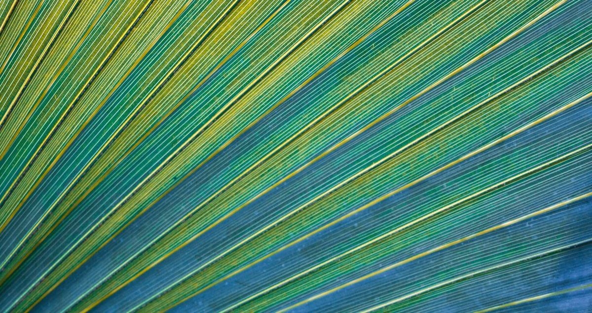 Header for Social Impact